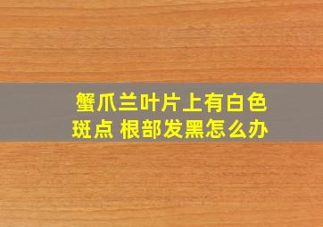 蟹爪兰叶片上有白色斑点 根部发黑怎么办